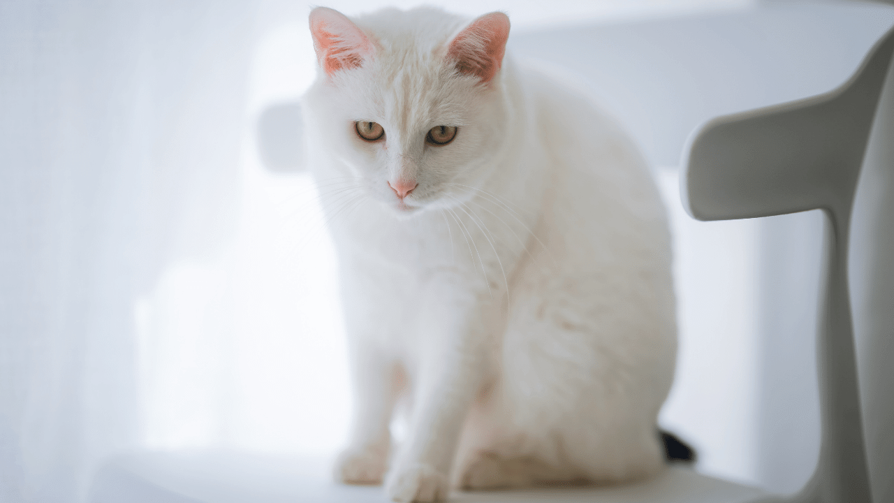 Explaining alt tags with a white cat sitting on a chair photo