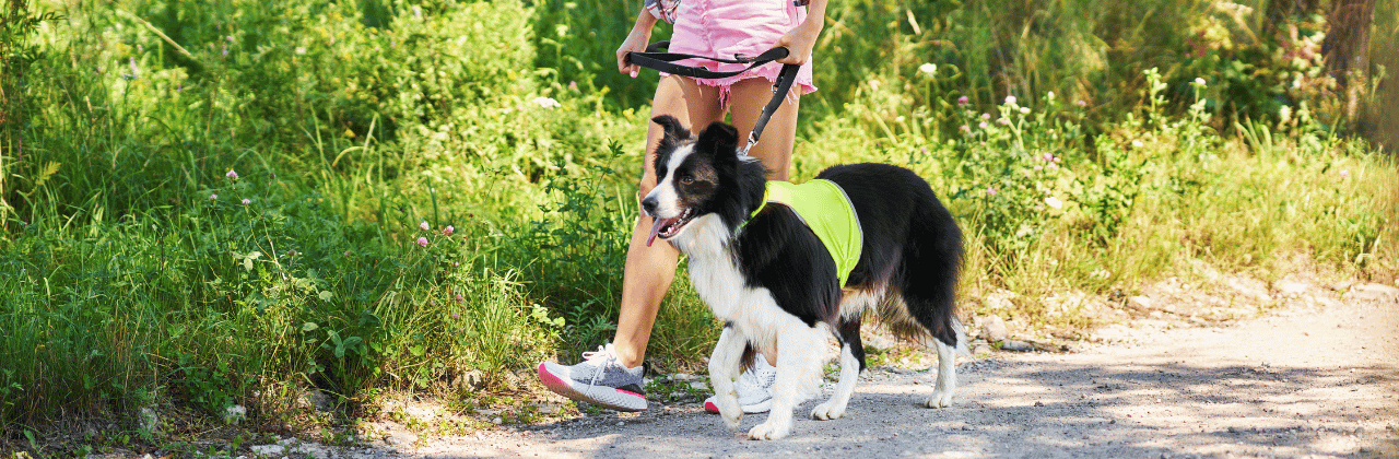 A Teen doing a Dog-Walking Services